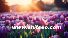 小紅書運營攻略，從0到1打造爆款內容，實現高效引流