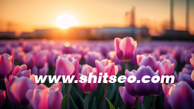 以廣告學(xué)的角度看SEO與SEM