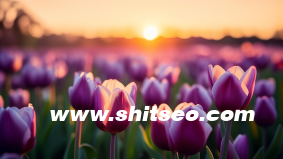 小紅書賬戶運營攻略，從0到1打造高質量內容