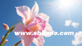 揭秘小紅書，如何運營一個成功的社交電商平臺