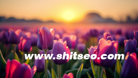 對網站優化的做法分享