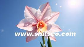 小紅書代運(yùn)營，讓你的生意在小紅書上飛起來