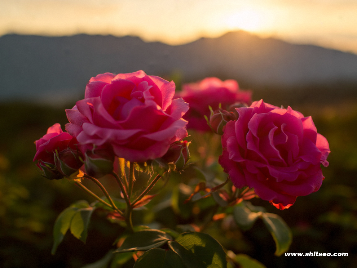 隨州網站SEO：提升企業網絡曝光和搜索排名的有效策略