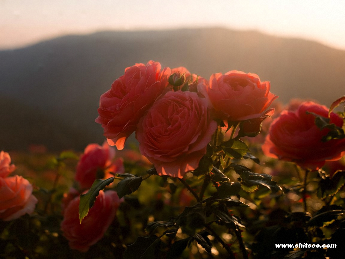 深圳網(wǎng)站SEO：提升搜索排名與市場(chǎng)影響力的必備策略