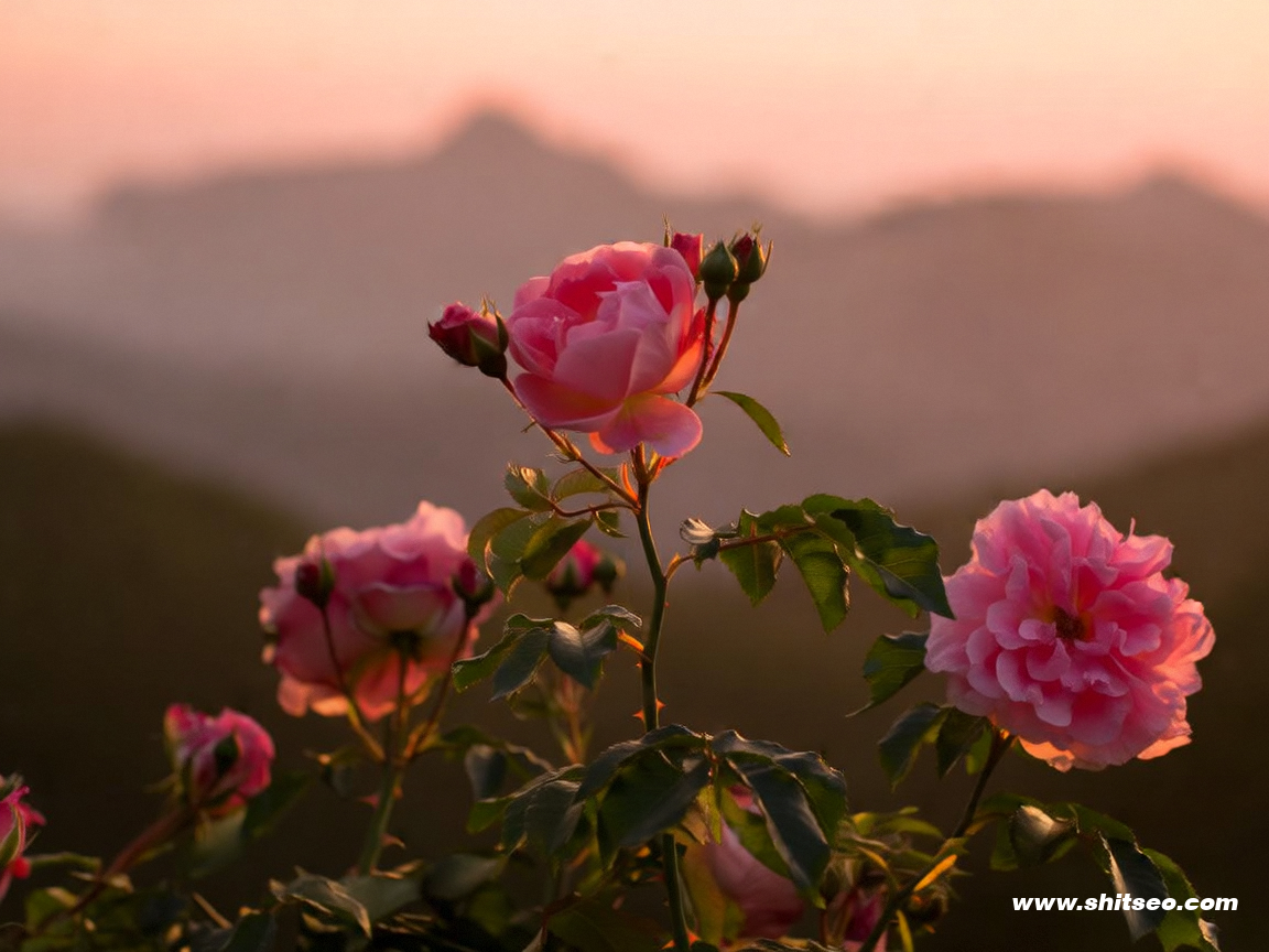 深圳網站優化：提升品牌競爭力的關鍵策略